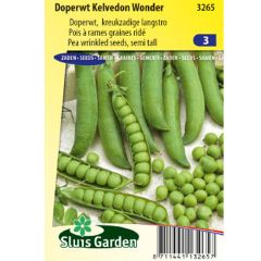 Pois nain Merveille de Kelvedon (Kelvedon Wonder) - Pisum sativum