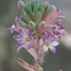 Polianthes tuberosa Sensation - Tubéreuse  