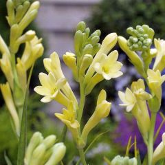 Polianthes tuberosa Yellow Baby - Tubéreuse