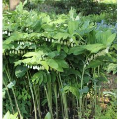 Polygonatum Weihenstephan - Sceau de Salomon