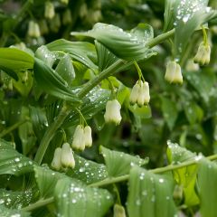 Sceau de Salomon - Polygonatum commutatum