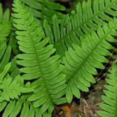 Polypodium vulgare - Fougère persistante