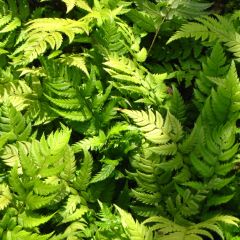 Polystichum rigens - Fougère