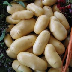 Pommes de terre Belle de Fontenay - Solanum tuberosum