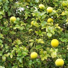 Poncirus trifoliata - Citronnier épineux