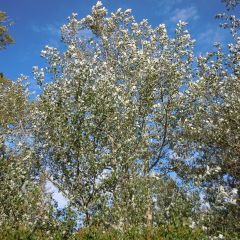 Peuplier argenté - Populus alba Nivea