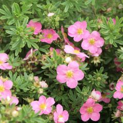 Potentilla fruticosa Lovely Pink- Potentille arbustive