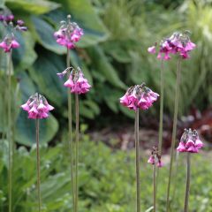 Primevère - Primula secundiflora