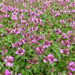 Prunella (x) webbiana Rosea - Brunelle