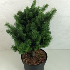 Sapin de Douglas - Pseudotsuga menziesii Pannenhoef  