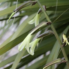 Puya mirabilis - Chagual 