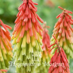 Graines de Kniphofia Red Hot Poker Traffic Lights - Tritoma