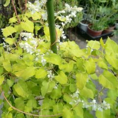 Renouée grimpante - Fallopia aubertii Summer Sunshine 