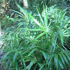 Rhapidophyllum hystrix - Palmier aiguille
