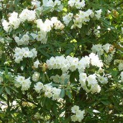 Rhododendron Polar Bear