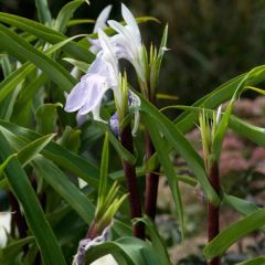 Roscoea purpurea Cinnamon Stick