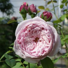 Rosier David Austin Spirit of Freedom 