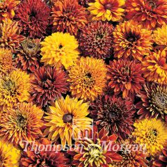 Graines de Rudbeckia Cherokee Sunset - Rudbeckia x hirta 