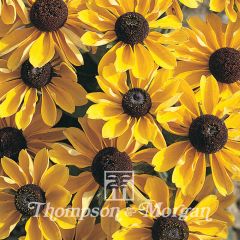 Graines de Rudbeckia nain Toto - Rudbeckia hirta 