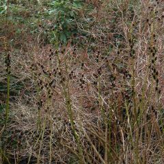 Saule Griffe de Loup - Salix gracilistyla