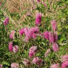 Sanguisorba officinalis Pink Tanna - Grande Pimprenelle