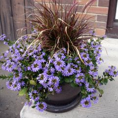 Scaevola Surdiva Bleu - Fleur éventail de fée