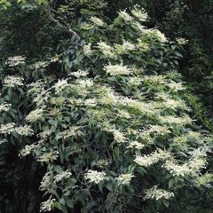 Schizophragma fauriei