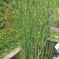 Schoenoplectus tabernaemontani Zebrinus - Scirpe aigu à tiges zébrées