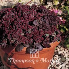 Graines de Sedum ussuriense Turkish Delight - Orpin