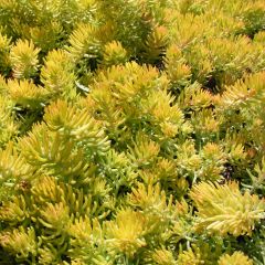 Sedum reflexum Angelina - Orpin