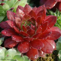 Sempervivum Chick Charms Cherry Berry - Joubarbe