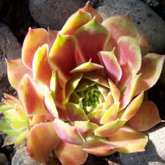 Sempervivum Commander Hay - Joubarbe hybride rouge et verte