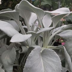 Senecio Angel Wings - Seneçon 