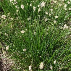 Sesleria heufleriana - Seslerie