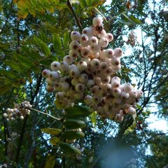 Sorbier du Cachemire - Sorbus cashmiriana