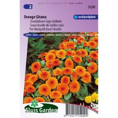 Graines de Calendula officinalis nain Orange Gitana - Souci des Jardins