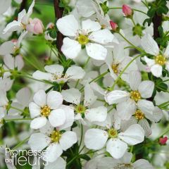 Spiraea thunbergii Fujino Pink - Spirée de Thunberg