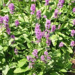 Stachys monieri Hummelo - Epiaire