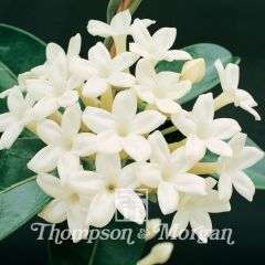 Graines de Jasmin de Madagascar - Stephanotis floribunda