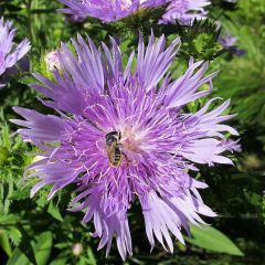 Stokesia laevis Elf - Bleuet d'Amérique