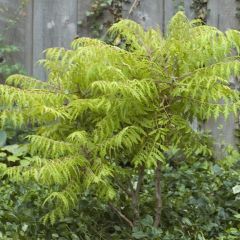 Sumac de Virginie Tiger Eyes - Rhus typhina