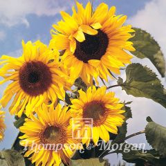 Graines de Tournesol Russian Giant - Helianthus annuus