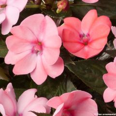 Impatiens SunPatiens Compact Blush Pink