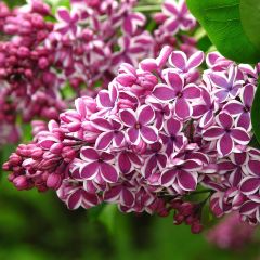 Lilas Sensation - Syringa vulgaris