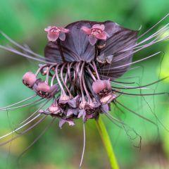 Tacca chantrieri - Fleur Chauve-souris