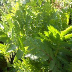 Tanaisie - Tanacetum vulgare (godet)