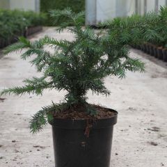 Taxus baccata Repandens - If commun