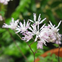 Thalictrum kiusianum - Pigamon nain