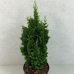 Thuya du Canada - Thuja occidentalis Zmatlik                     