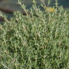 Thym de Provence  - Thymus vulgaris